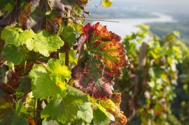 The roman city of côte rôtie wine