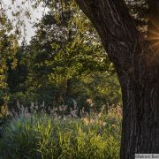 © Flood meadow - <em>Bertrand Bodin/Département de l'Isère</em>