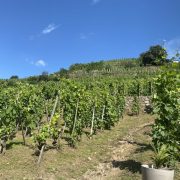 © Complete visit and tasting at Domaine Corps de Loup - <em>DR</em>