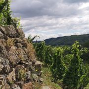 © Complete visit and tasting at Domaine Corps de Loup - <em>DR</em>