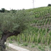 © Domaine Christophe Semaska - <em>Domaine Christophe SEMASKA</em>