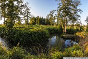 Flood meadow